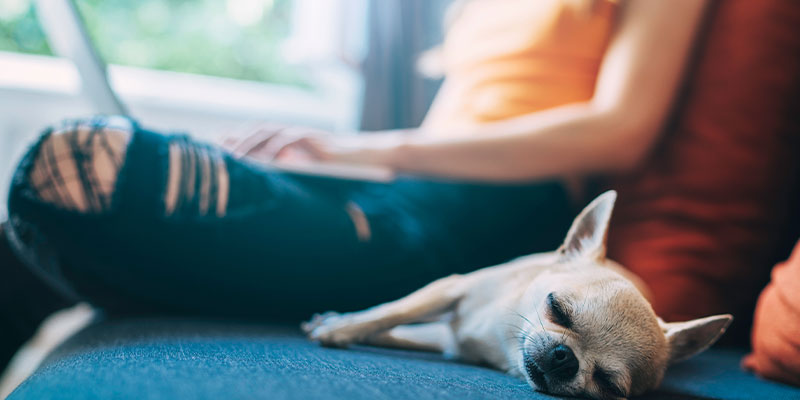 Why 2026 Is the Year Pet Health Becomes a Major Retail Growth Opportunity