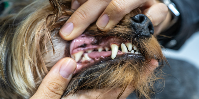 Dental Health Month: How to Help Pet Parents Support Oral Health from the Inside Out