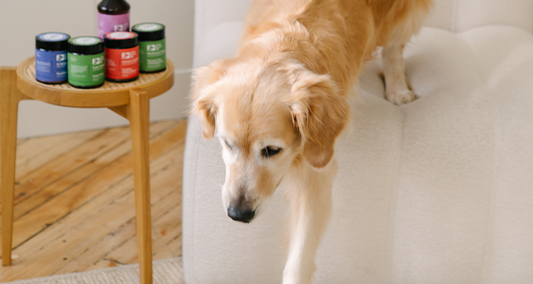 Natural Joint Supplements for Dogs