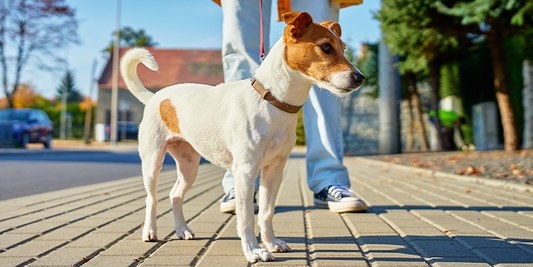 Bovine Colostrum for Whole Health