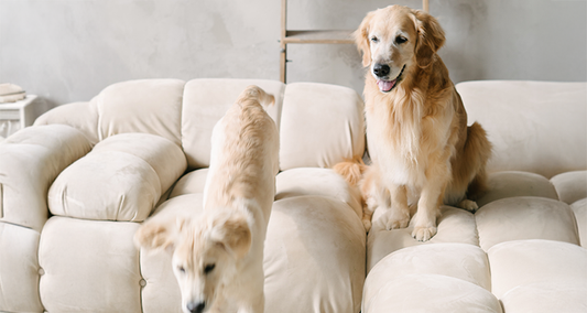 UC-II Collagen Explained  A Smarter Way to Support Joint Health in Dogs