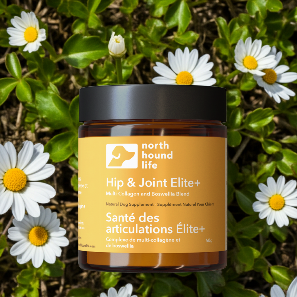 Jar of North Hound Life Hip & Joint Elite+ supplement surrounded by daisies