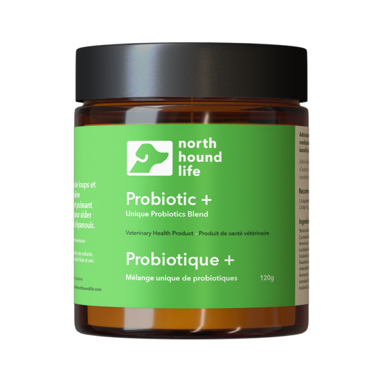 Jar of North Hound Life Probiotic+ on a white background in amber glass jar with black lid and green everyday wellness label