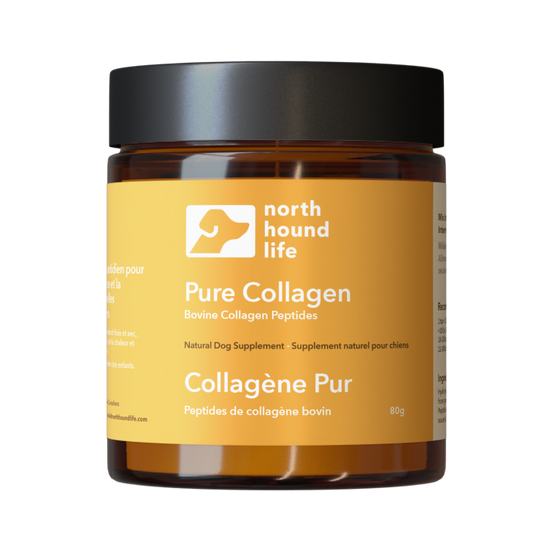 Pure Collagen supplement for dogs in amber glass jar with matt black plastic lid, jar is wrapped in golden yellow label with white and black text and white silhouette of dog