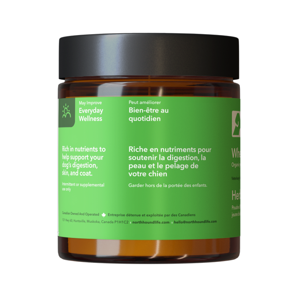 Wheatgrass superfood supplement from north hound life, in amber glass jar, with green everyday wellness label and black plastic cap
