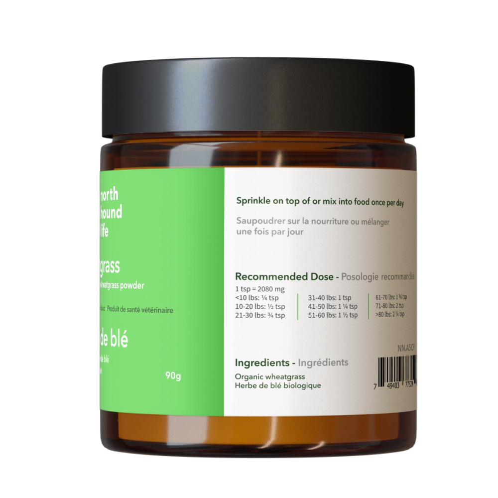 Wheatgrass superfood supplement from north hound life, in amber glass jar, with green everyday wellness label and black plastic cap