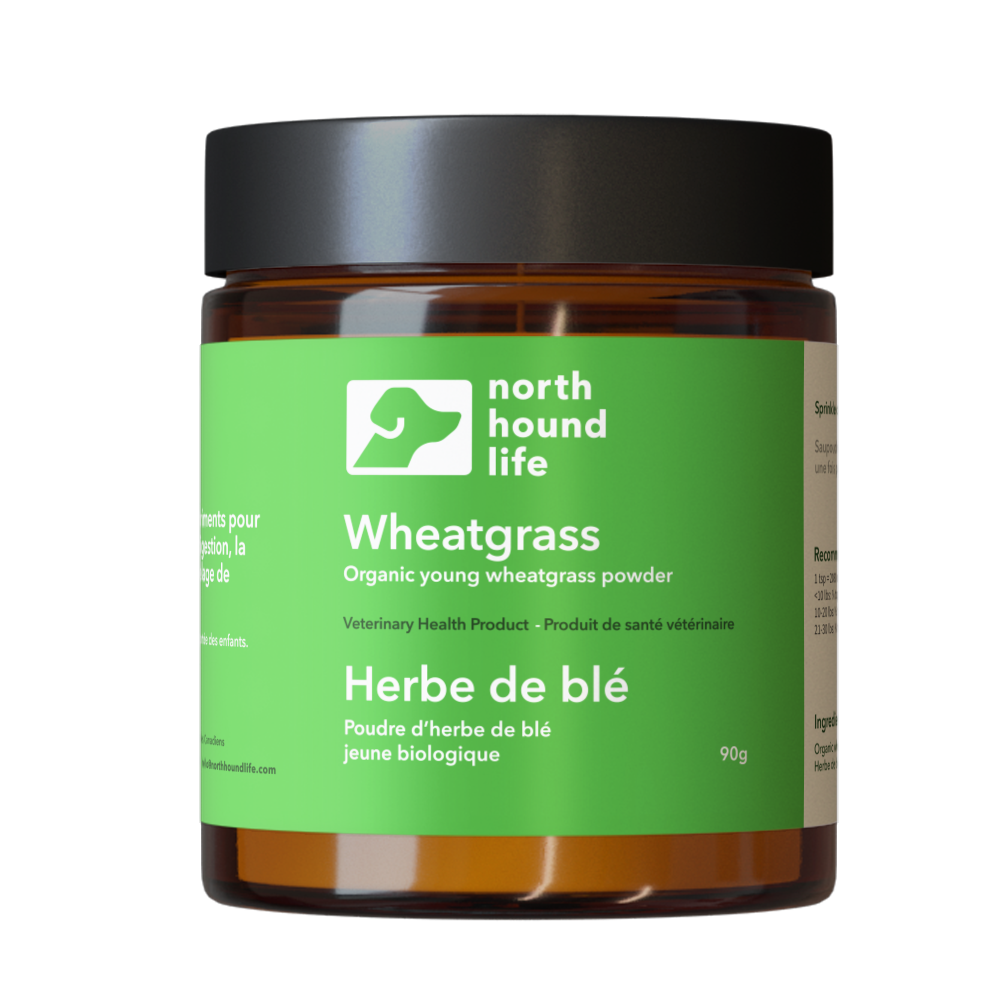 Wheatgrass superfood supplement from north hound life, in amber glass jar, with green everyday wellness label and black plastic cap