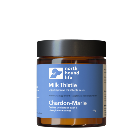 Jar of Milk Thistle supplement by North Hound Life on a white background in amber glass jar with black lid and blue digestive health label