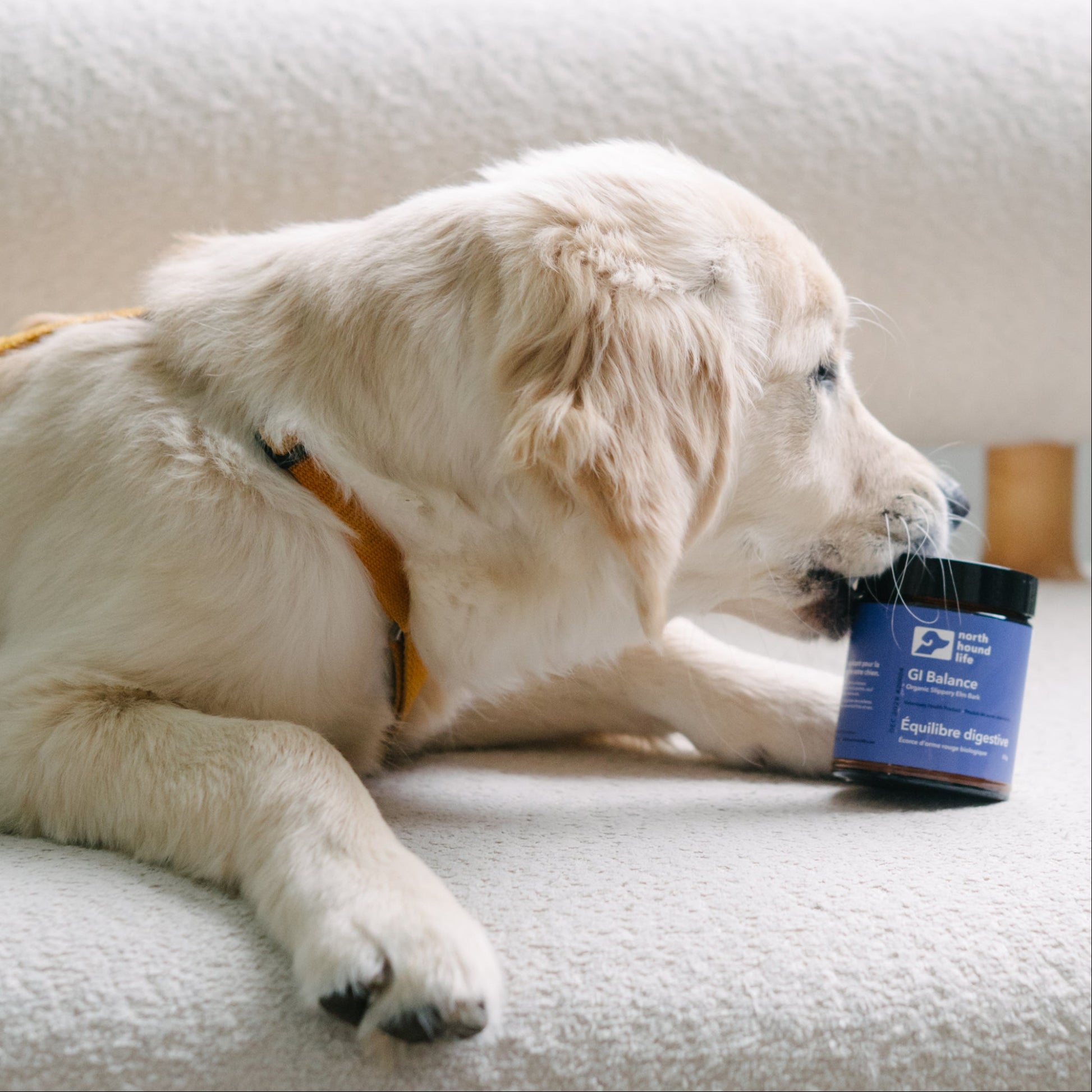 Dog lying on a couch with a blue container labeled 'GI Balance' in front of it.