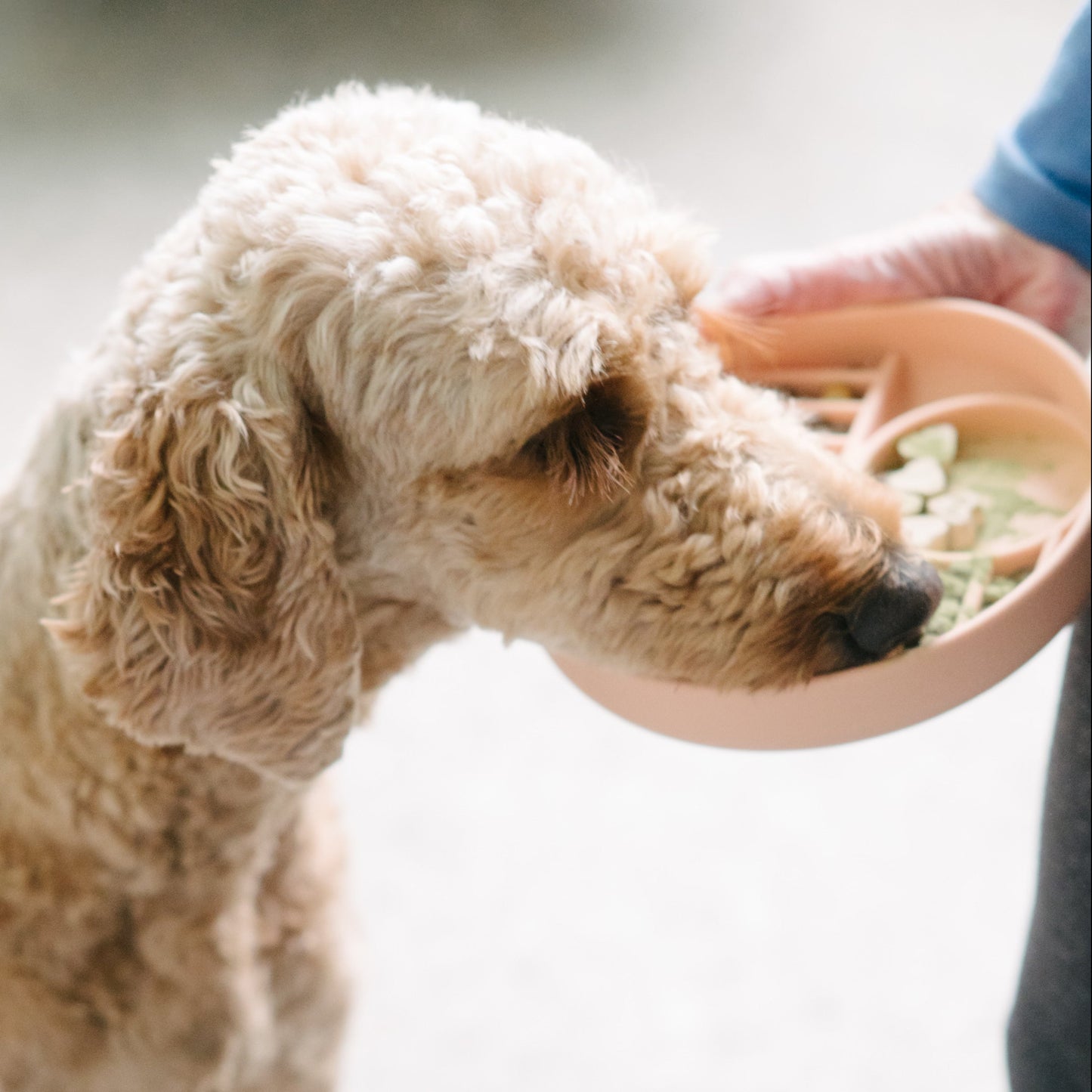Dog eating from a pink bowl held by a person on a light-colored floor.