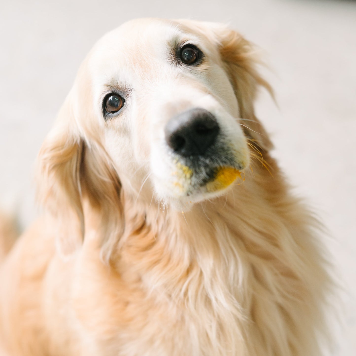 Dog with a yellow staining in its mouth against a neutral background