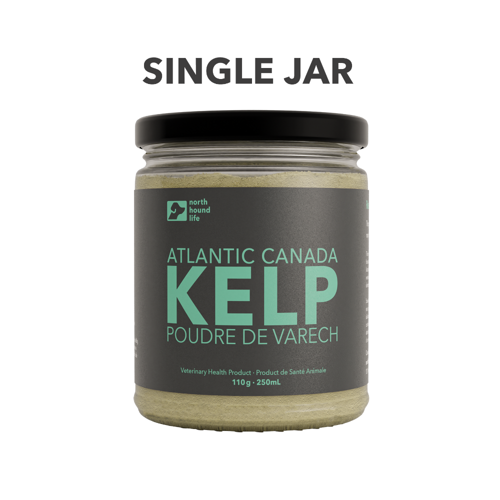 A recyclable glass jar labeled 'Atlantic Canada Kelp' containing powder supplement for dogs - with text SINGLE JAR above the jar